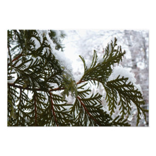 Schnee auf immergrünen Zweigen Fotodruck