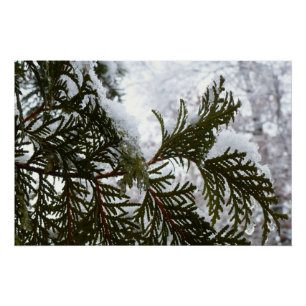 Schnee auf immergrünen Zweigen Poster