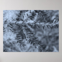 Schnee auf Kiefernnadeln
