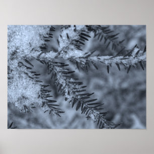 Schnee auf Kiefernnadeln Poster