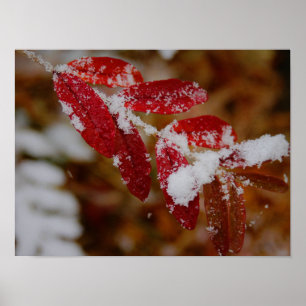 Schnee auf roten Blättern Poster