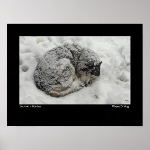 Schnee auf sibirischem Boden Poster