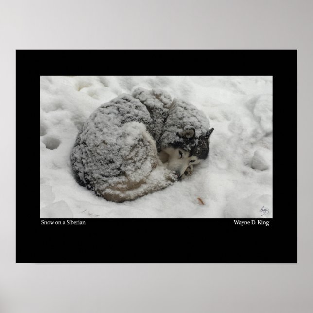 Schnee auf sibirischem Boden Poster (Vorne)