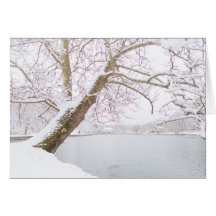 Schnee bedeckter Baum umfaßt Teich