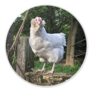 Schnee der Ameraucana-Henne - Küchengriff ziehen Keramikknauf