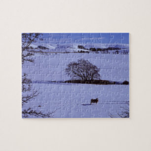 Schnee durchgesetzte Forderungen, die Schafe mit Puzzle