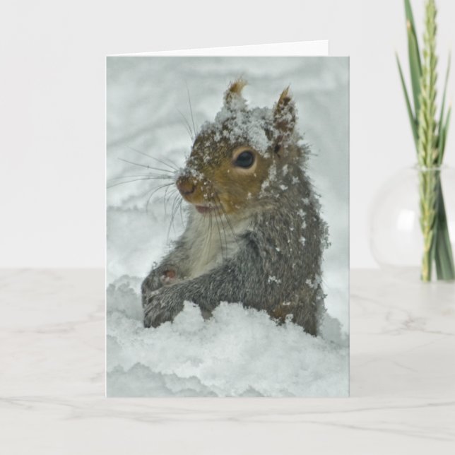 Schnee-Eichhörnchen Karte (Vorderseite)