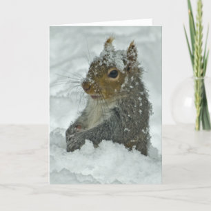 Schnee-Eichhörnchen Karte