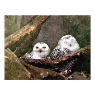 Schnee-Eulen-Paar-Wald-Wildtier-Kunst Fotodruck