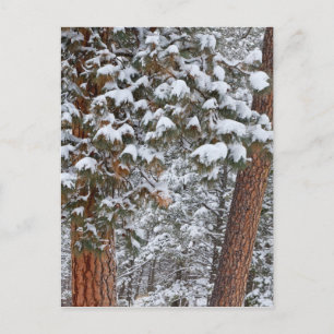 Schnee füllt die Äste der Ponderosa-Kiefern Postkarte