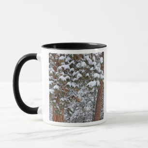Schnee füllt die Äste der Ponderosa-Kiefern Tasse