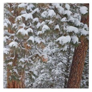 Schnee füllt die Grünflächen der Ponderosa-Kiefern Fliese