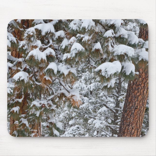 Schnee füllt die Grünflächen von Ponderosa-Kiefern Mousepad (Vorne)