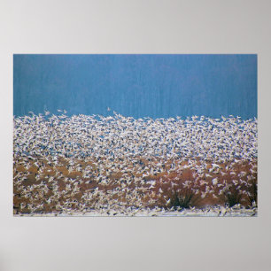 Schnee Gänse fliegen! Poster