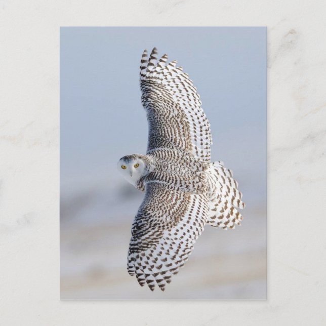 Schnee-Hibou Harfang 3 Postkarte (Vorderseite)