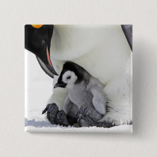Schnee-Hügel-Insel des Kaiser-Pinguin- Button