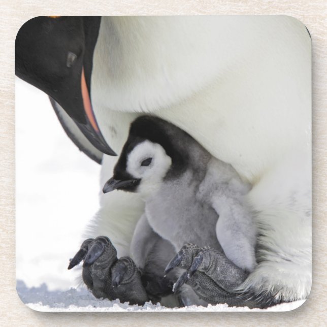 Schnee-Hügel-Insel des Kaiser-Pinguin-| Getränkeuntersetzer (Vorderseite)