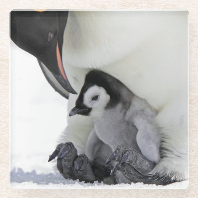 Schnee-Hügel-Insel des Kaiser-Pinguin-| Glasuntersetzer (Vorderseite)