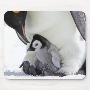 Schnee-Hügel-Insel des Kaiser-Pinguin- Mousepad