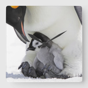 Schnee-Hügel-Insel des Kaiser-Pinguin- Quadratische Wanduhr