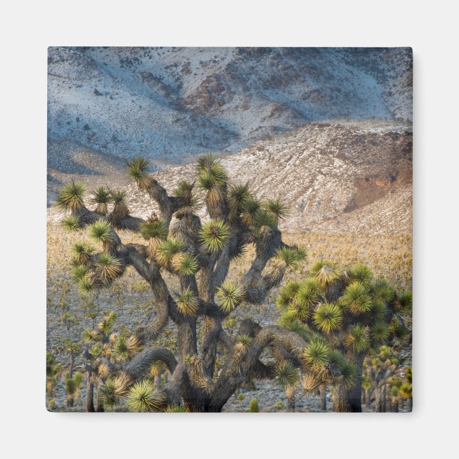 Schnee im Death Valley Magnet (Vorne)