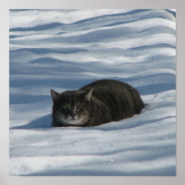 SCHNEE KATZE POSTER (Vorne)