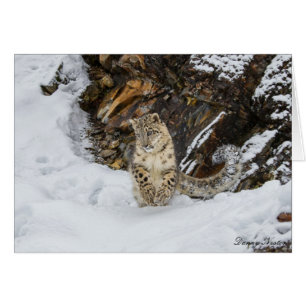 Schnee-Leopard