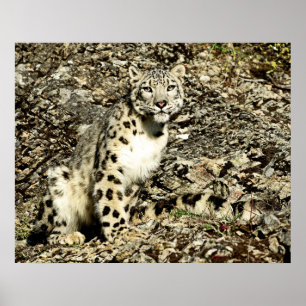 Schnee Leopard auf der Klippe Poster