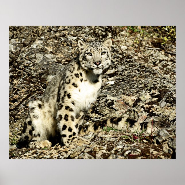 Schnee Leopard auf der Klippe Poster (Vorne)