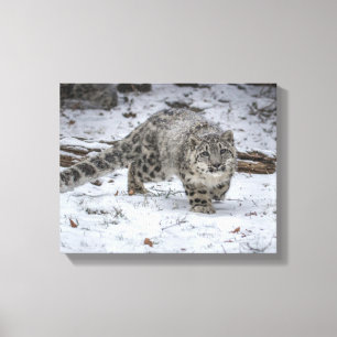 Schnee-Leopard-CUB-Anpirschen Leinwanddruck