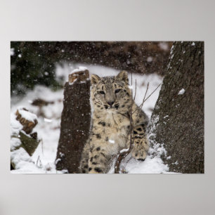 Schnee-Leopard CUB Poster