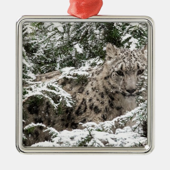 Schnee-Leopard-CUB-Verstecken Silbernes Ornament (Vorne)