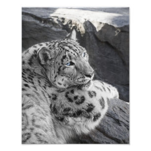Schnee-Leopard-eisige Starren Fotodruck