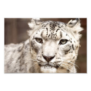 Schnee-Leopard Fotodruck