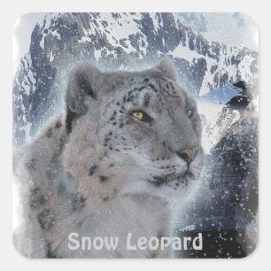 SCHNEE LEOPARD gefährdete Arten von Big Cat Quadratischer Aufkleber