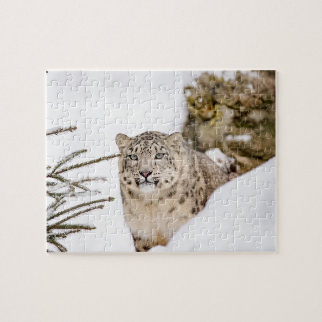 Schnee-Leopard im Schnee Puzzle (Horizontal)