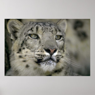 Schnee-Leopard Poster