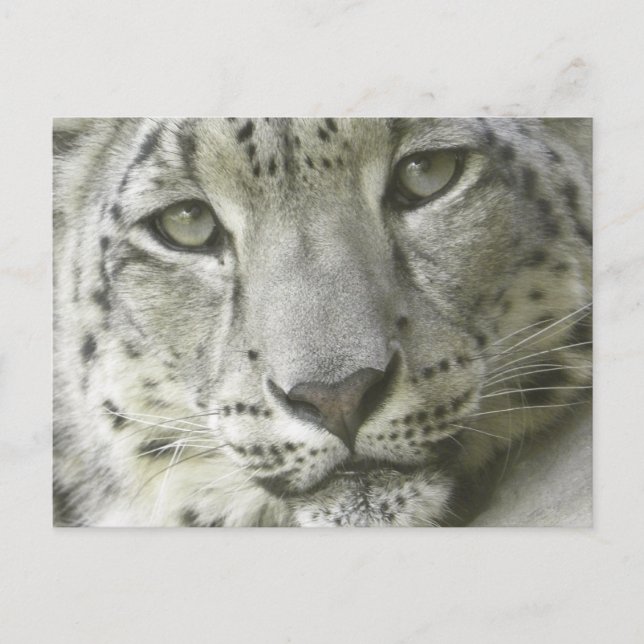 Schnee-Leopard-Postkarte Postkarte (Vorderseite)