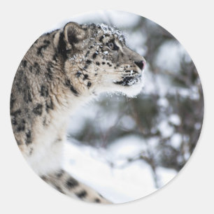 Schnee-Leopard-Profil Runder Aufkleber