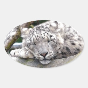 Schnee Leopard - schön! Ovaler Aufkleber