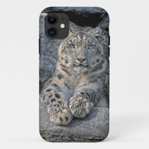 Schnee-Leopard-Schönheit (beide Tatzen in der iPhone 11 Hülle