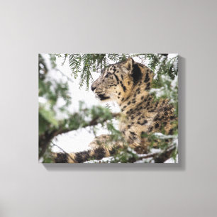Schnee-Leopard unter Snowy Bush Leinwanddruck