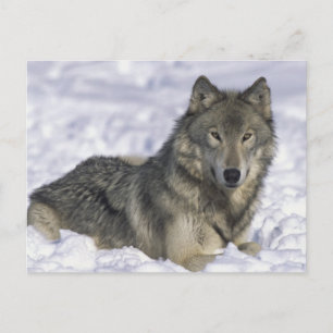 Schnee Postkarte