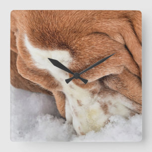 Schnee riecht wunderbar Basset Hound Quadratische Wanduhr