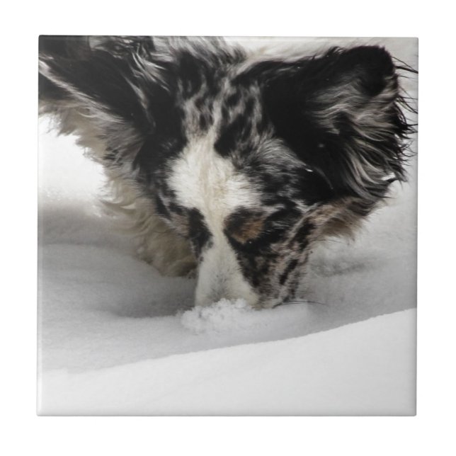 Schnee-SchnauzeCorgi Fliese (Vorderseite)