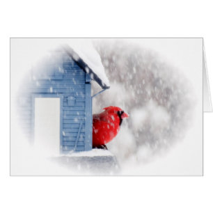 Schnee-TagesKardinal - Vogel