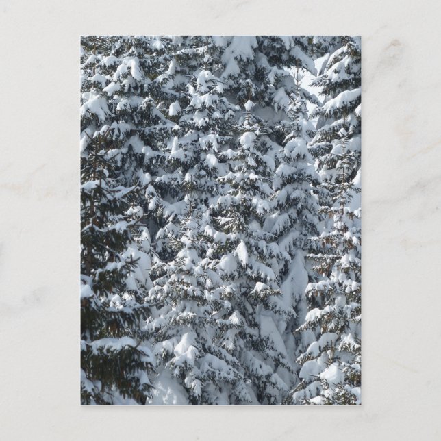 Schnee Tannenbaum Textur Postkarte (Vorderseite)