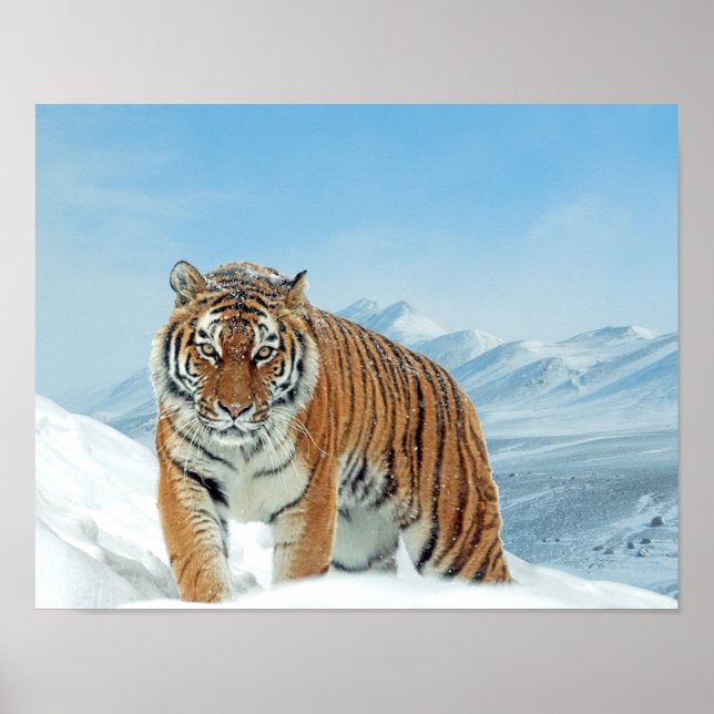 Schnee Tiger Mountains Winter Nature Foto Poster (Vorne)