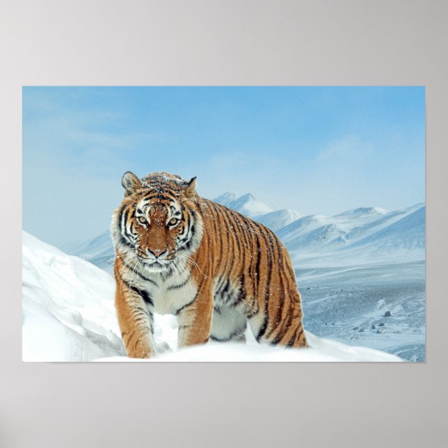 Schnee Tiger Winter Natur Foto Gebirge Poster (Vorne)