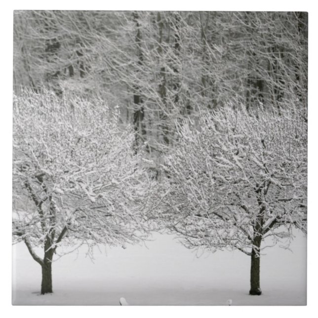 Schnee umfaßte Landschaft Fliese (Vorderseite)